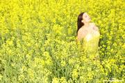 Aria-Giovanni-Yellow-Field-of-Flowers--j11li43qqa.jpg